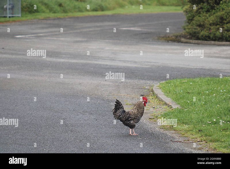 Best chicken road casino in Netherlands