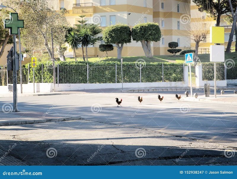 A look at chicken road online A look at chicken road online