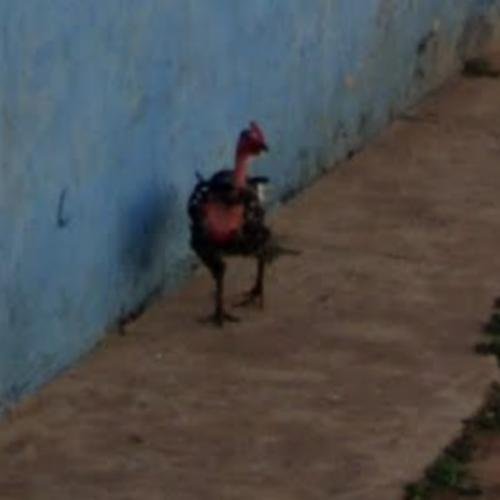Descubre el Exclusivo Juego de Azar Chicken Road en España Online in Spain